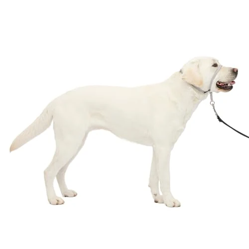 Offerta a tempo: PetSafe Collare e guinzaglio Delicato con Dvd per addestramento - 0.00% da 18.29 € a 18.29 €