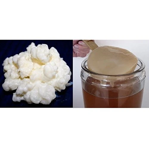 Tijdelijke aanbieding: Duo 40g Melkkefirkorrels + Kombucha-SCOBY, Vers - KEFIRALIA van 32.95 € naar 32.95 € (0.00% korting)