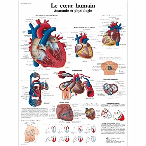 3B Scientific - anatomical board, 1
