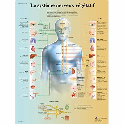 Offerta a tempo: 3B Scientific Sistema Nervoso Vegetativo Tavola Didattica Anatomica su Carta, Multicolore, 50 x 67 cm - 41% da 16.71 € a 9.78 €