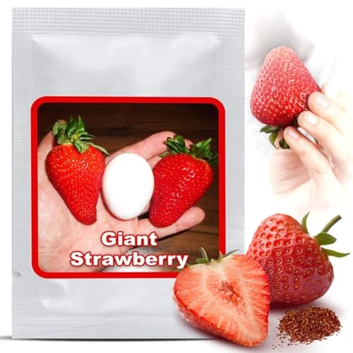 Offerta a tempo: Magic of Nature: Semi di Fragola Gigante circa 100 pz - 39% da 6.45 € a 3.95 €