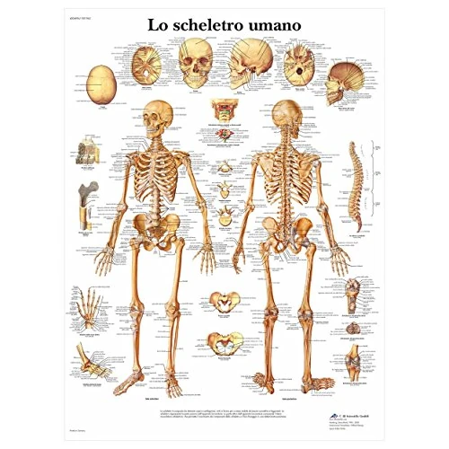 Offerta a tempo: 3B Scientific VR4113UU Lo Scheletro Umano — 15% da 16,71 € a 14,20 €