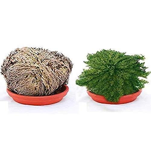 Róża Jerycha - Jerycha - Jerycha - Selaginella lepidophylla