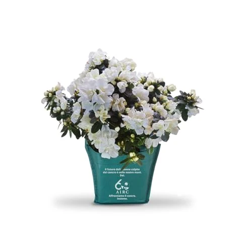 Offerta a tempo: AIRC Azalea della Ricerca - 0.00% da 22.00 € a 22.00 €