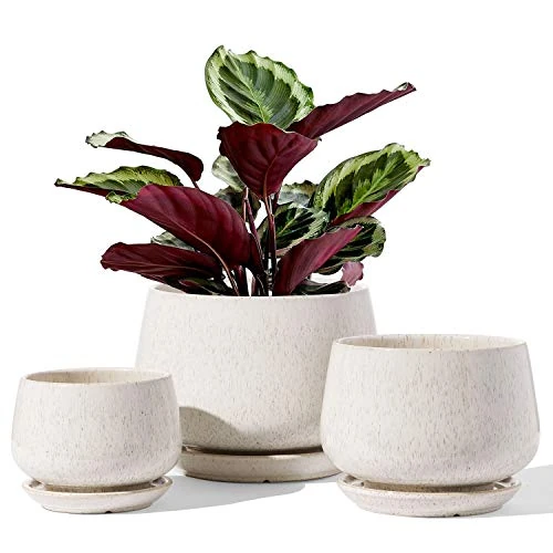 Offerta a tempo: LE TAUCI Set Di 3 Vaso Per Piante In Ceramica, 10+13+16 cm Vaso per Piante da Interno Con Foro Di Drenaggio E Piattino, Vaso Da Fiori Per Interni Con Foro In Rete, Regalo Per Mamma, Beige - 37% da 49.99 € a 31.58 €