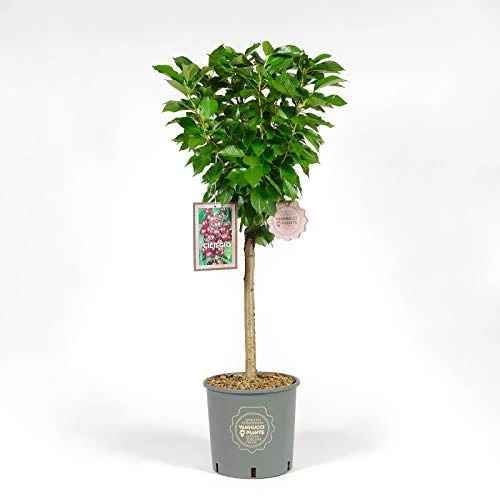 Offerta a tempo: Vannucci Piante - Ciliegio Nano in vaso, Pianta da terrazzo, Prunus avium, Albero da frutto nano - 0.00% da 47.00 € a 47.00 €