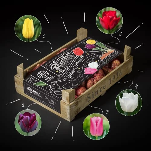 100 x cebulki tulipanów "UNICORN TREASURE", mieszanka 5 kolorów, nowe zbiory, holenderska jakość cebulki, w ekologicznej siatce, Amsterdam (1 sztuka)