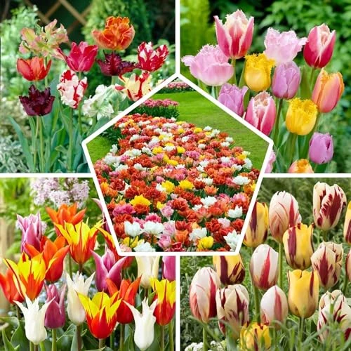 Oferta limitada: Mezcla de bulbos de tulipanes de primavera completa, 50 bulbos, exclusivamente de Holanda, 15 variedades, resistente al invierno y perenne para jardín, macetas, balcón de 24.95 EUR a 24.95 EUR (ahorro 0%)