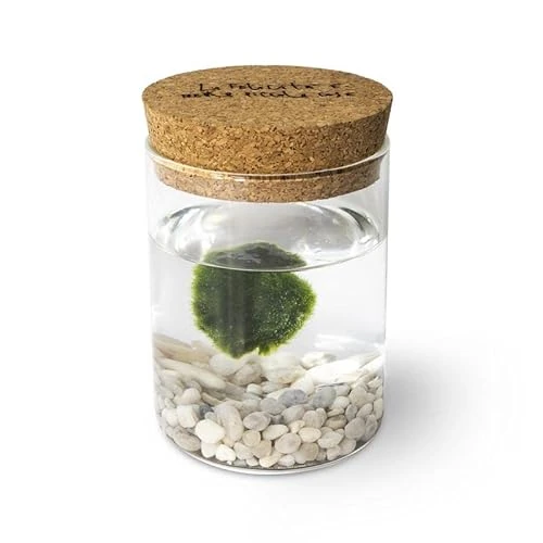 Offerta a tempo: Marimo Original Sughero La Felicità – Singolo (Fondale Bianco) - 32% da 24.90 € a 16.90 €