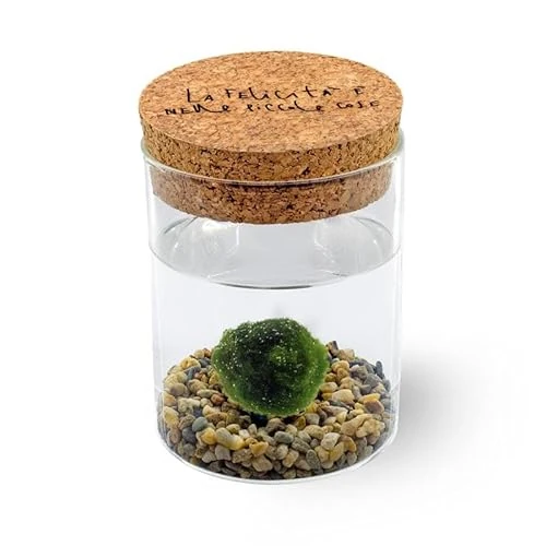 Offerta a tempo: KAKI La Felicità è Nelle Piccole Cose Marimo Singolo Originale Vaso Vetro con Tappo Sughero Felicità, Artigianale, Fondale Naturale, Diametro 8cm, Altezza 11cm, Made in Italy - 47% da 21.90 € a 11.64 €