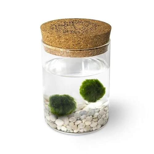 Offerta a tempo: Marimo Original Sughero Leggenda – Coppia (Fondale Bianco) - 26% da 26.90 € a 19.90 €
