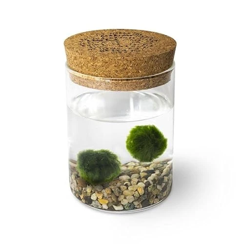 Marimo Original Sughero Leggenda – Coppia (Fondale Naturale)