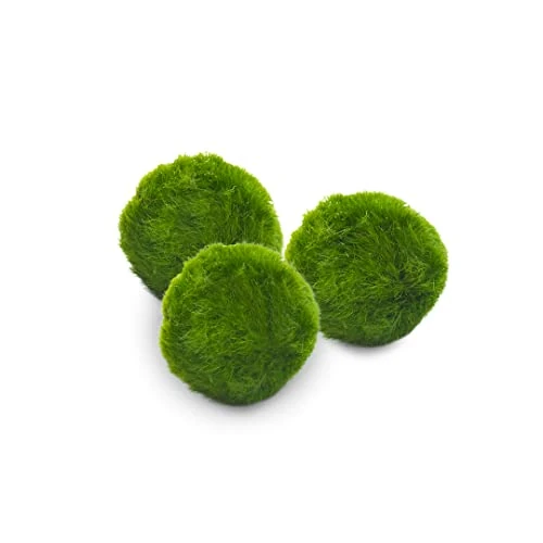 Offerta a tempo: Marimo Set sfuso diametro 2-3 cm - Originale e Certificato - Solo Marimo (3) - 0% da 12.80 € a 12.80 €