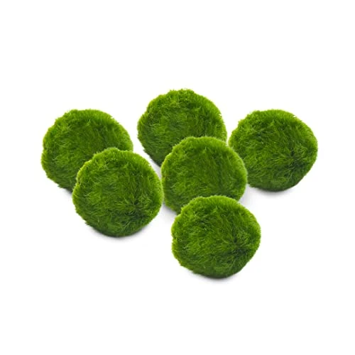 Marimo Set sfuso diametro 2-3 cm - Originale e Certificato - Solo Marimo (6)