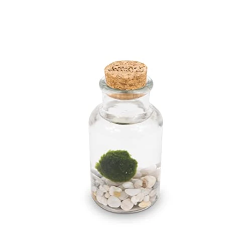 Offerta a tempo: Marimo - Alga con Vasetto in Vetro e Tappo in Sughero — 50% da 18,90 € a 9,45 €