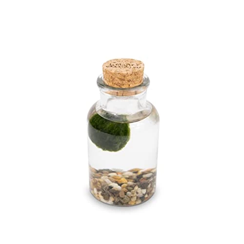 Offerta a tempo: KAKI La Felicità è Nelle Piccole Cose Marimo Bottiglia in Vetro con Tappo in Sughero, Vaso Artigianale Made in Italy, Diametro 4 cm, Altezza 11 cm, Fondale Naturale, Decorazione Zen - 0.00% da 19.90 € a 19.90 €