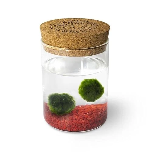 KAKI La Felicità è Nelle Piccole Cose Marimo Original Sughero Leggenda – Coppia (Fondale Rosso)