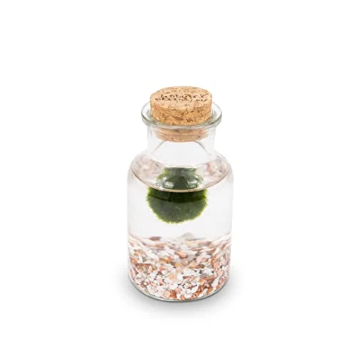 Offerta a tempo: KAKI La Felicità è Nelle Piccole Cose Marimo Bottiglia - Vaso in Vetro con Tappo in Sughero, Artigianale Made in Italy, Diametro 4 cm, Altezza 11 cm, Fondale Rosa - 0.00% da 19.90 € a 19.90 €