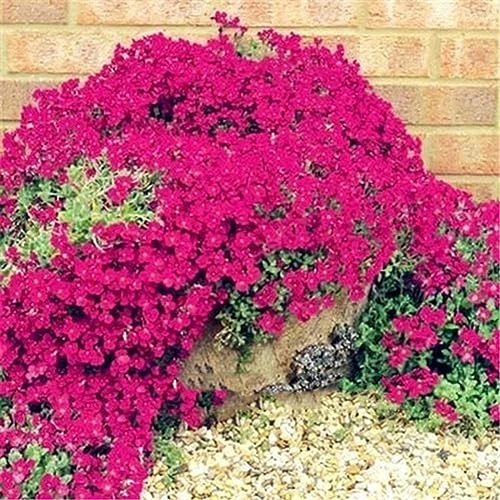 PERZOE 500 Pezzi di Piante da Fiore perenni tappezzanti da Giardino, Semi di crescione di Roccia Decorativa Semi di crescione di Roccia