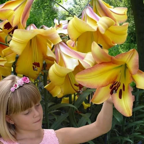 Rising Moon Giant Lilies (3 Bulbs), Hardy Flower Bulbs from Holland for Garden Planting (Large Tubers, No Seeds, Not Artificial) (Rising Moon)