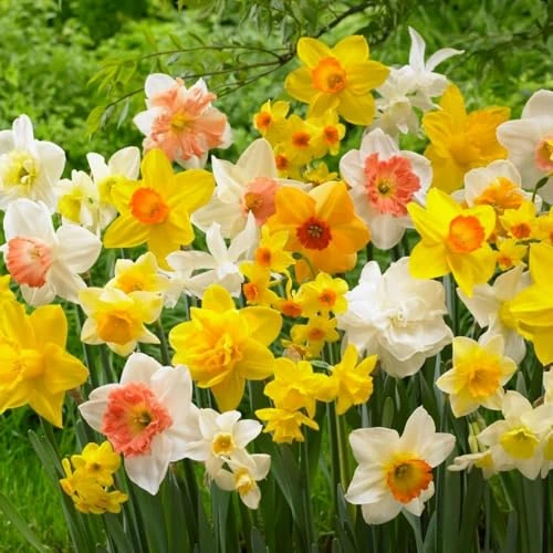 Offerta a tempo: Bulbi Fiori Perenni da Esterno - 50 Bulbi di Narciso Collezione Budget - Piante e fiori esclusivi dall'Olanda - Profumati - per giardino e vaso (non semi, non artificiali) - 35% da 25.95 € a 16.95 €