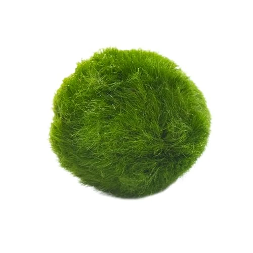 Marimo Set sfuso diametro 2-3 cm - Originale e Certificato - Solo Marimo (1)