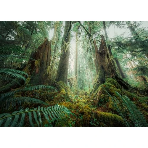 Offre limitee: Ravensburger - Puzzle Adulte - Puzzle 1000 pièces - en forêt (Nature Edition) - Adultes et Enfants à partir de 14 Ans - Puzzle de qualité supérieure - Paysages & Nature - 12000292 de 18.00 EUR a 18.00 EUR (economie 0%)