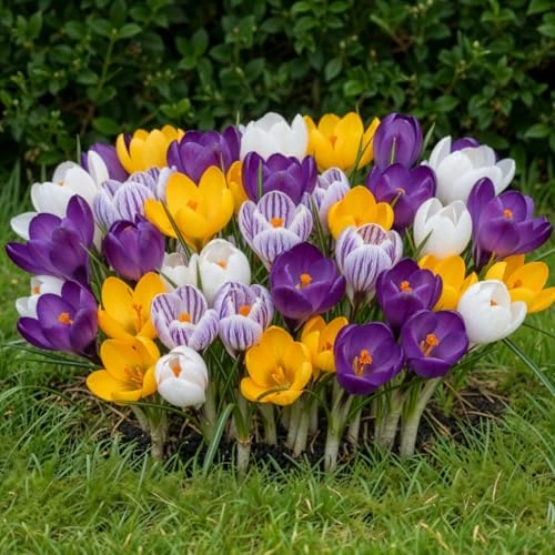 Offerta a tempo: Bulbi Fiori Perenni da Esterno - 50 Bulbi Crocus Gigante Mix - Piante e fiori esclusivi dall'Olanda - 5 varietà e colori diversi - per giardino, vasi e balcone (non semi, non artificiali) - 25% da 19.95 € a 14.95 €