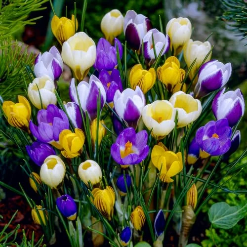 Offerta a tempo: Florium - Crocus Bulbi Collezione Botanica di Fiori (50 Bulbi/5 Varietà), Resistente al Freddo Perenne Miscela dall'Olanda Ideale per un Paradiso Fiorito nel Giardino (nessun seme) - 25% da 23.95 € a 17.95 €