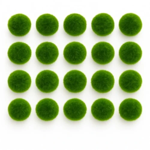 Marimo Set sfuso diametro 2-3 cm - Originale e Certificato - Solo Marimo (20)