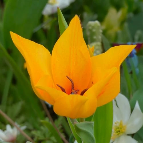 Bulbi di TULIPANO specie | Bulbi provenienti dai migliori produttori Olandesi | Esclusiva selezione e controllo qualità | Fioritura garantita dal primo anno. (10 Tulipani PRAESTANS SHOGUN)