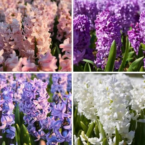Super Hyacinth Show Off