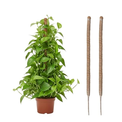 Oferta limitada: Wigearss 2 Piezas Tutores para Plantas Trepadoras de Fibra de Coco, Tutor de Coco de 80 cm con Soporte para Plantas, Soportes Plegables para Trepadoras, Adecuado para Interio Plantas de 17.99 € a 11.99 € (ahorro 33%)