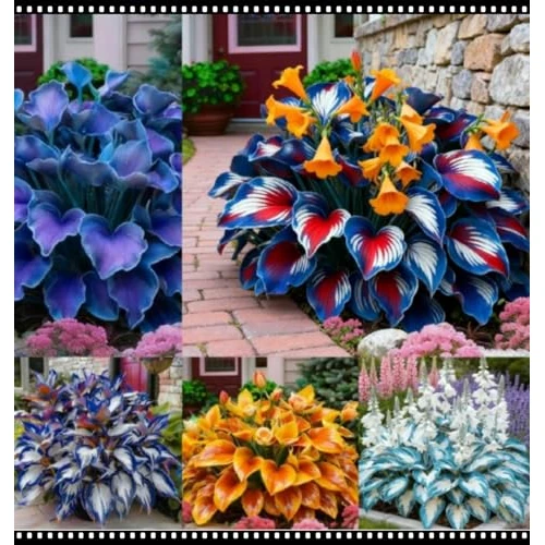 Facile Da Mantenere Bellissimo Giardino hosta rari Crescita Rapida-4bulbi-a
