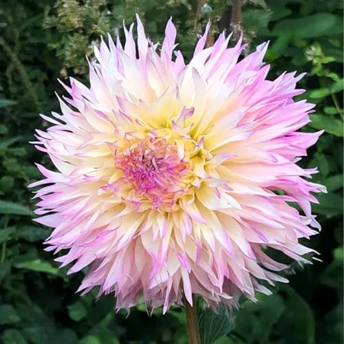 Oferta limitada: Bulbos (raíces tuberosas) de DALIA | Bulbos de los mejores productores holandeses | Selección y control de calidad | Floración garantizada. (2 Dalia Nadia Ruth) de 13.90 € a 13.90 € (ahorro 0.0%)