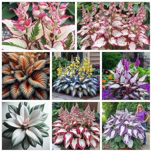 Bulbi di Hosta | Sottili,Delicati, Eleganti,Robusti,Compatti,Arieggiati-6 Bulbi-D