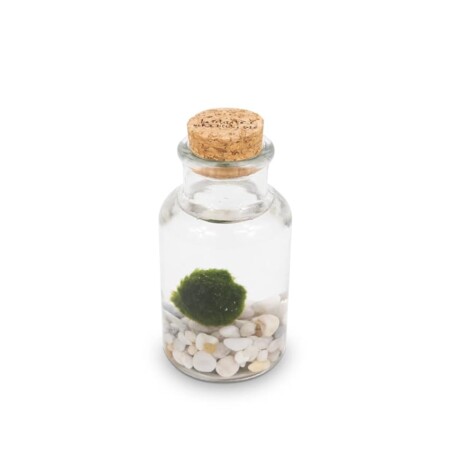 offerta a tempo: marimo alga con vasetto in vetro e tappo in sughero — 50% da 18,90 € a 9,45 €
