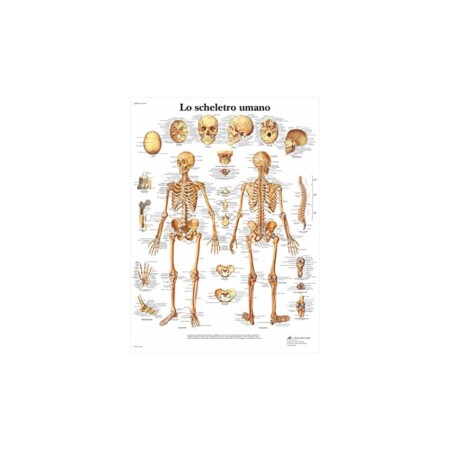 offerta a tempo: 3b scientific vr4113uu lo scheletro umano — 15% da 16,71 € a 14,20 €